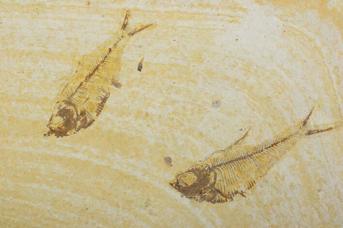Plate of Two Fossil Fish (Diplomystus) - Wyoming #373870